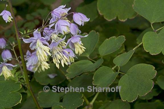 thalictrum delavayi 1 graphic